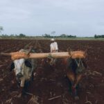 man plowing field using traditional methods