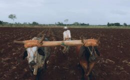 man plowing field using traditional methods