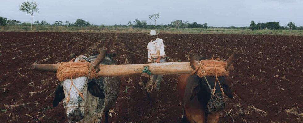 man plowing field using traditional methods