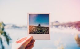 person holding photo of single tree at daytime