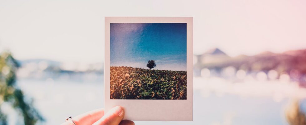 person holding photo of single tree at daytime