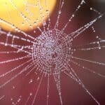 arachnid artistic blur close up